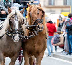 Desfilada de carros de cavalls amb motiu de la celebració dels Tres Tombs de Sant Antoni.