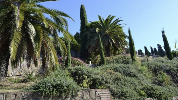 Vegetació del cementiri de Montjuïc